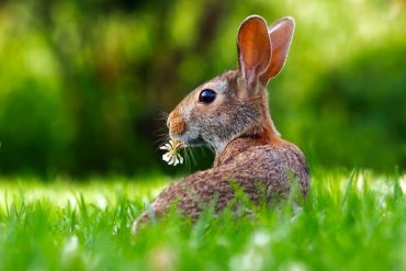 cruelty free, vegan, brands, companies, cruelty free brands, cruelty free companies, vegan brands, vegan companies, no animal testing, ethical, vegan rabbit, veganrabbit