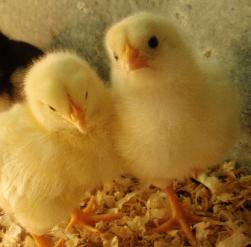 Baby chicks