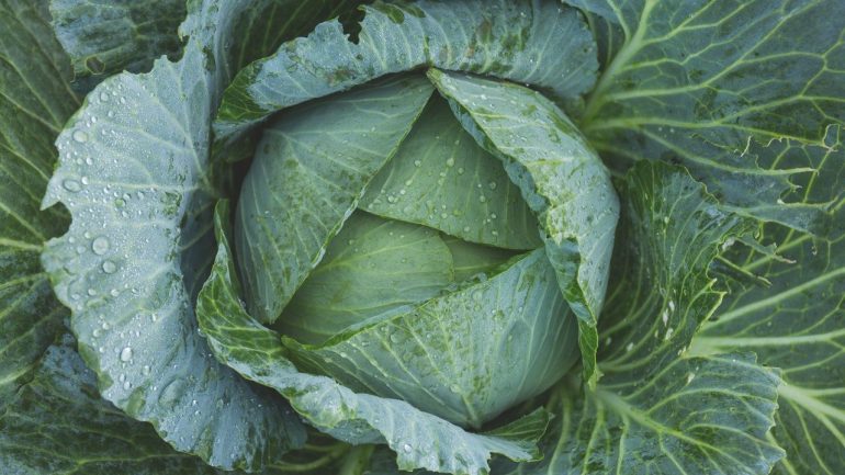 cabbage, vegan vitamin k, vitamin k, menaquinone, menaquinones, Phylloquinone, vitamin k1, vitamin k2