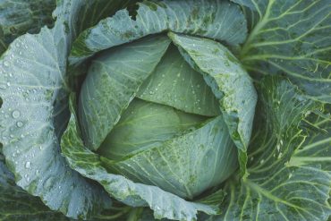 cabbage, vegan vitamin k, vitamin k, menaquinone, menaquinones, Phylloquinone, vitamin k1, vitamin k2