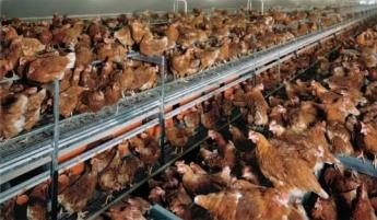 cage-free eggs