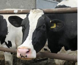 cow, dairy, milk, cheese, lactose, veal