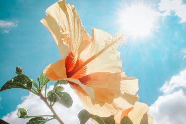 sunlight, hibiscus, vitamin d, vitamin d2