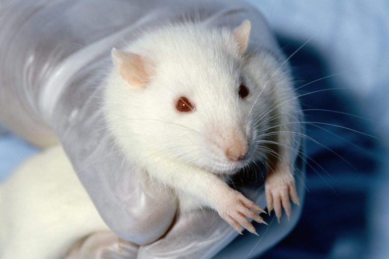 animal testing, lab mouse, vivisection, companies that test on animals, lab rat, white rat